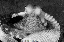 Coconut octopus in B&W by Todd Moseley 